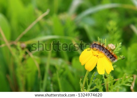 caterpillar - butterfly larva