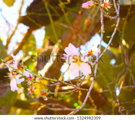 Almond flower tree