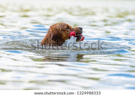 Golden Retriever is swimming with his little red lighthouse in the mouth, splashing with the water.