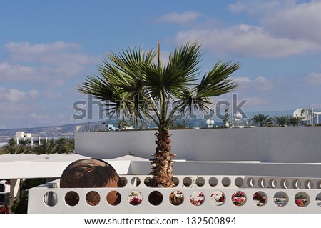 landscape of palm trees against the sky island of Cyprus
