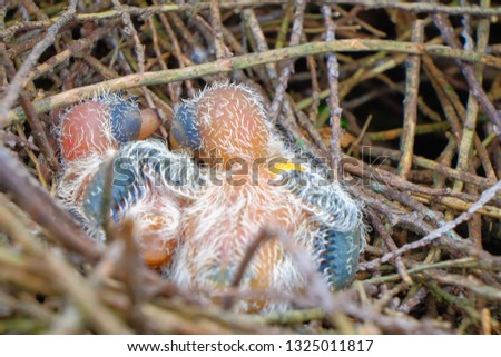 New hatch baby bird sleeping in nest in selective focus