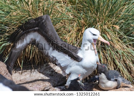 Albatross is not very amused about a Rochhopper-penguins attach (Falkland island)