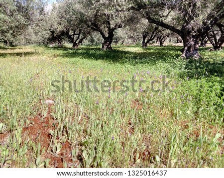 Old olive and olive grove in spring