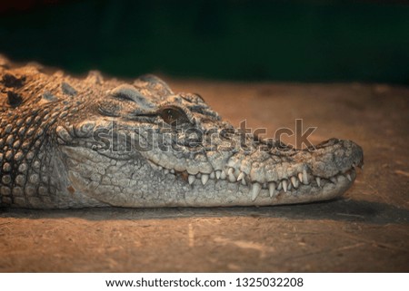 portrait of young crocodile