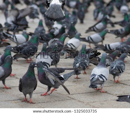 Many beautiful pigeons