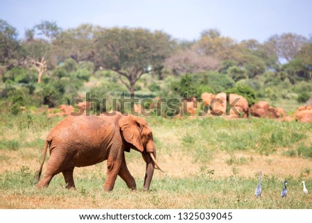 A red elephant is walking in the savannah of Kenya