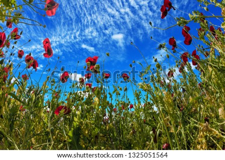 Magnificent wildflowers - red anemones. Light cirrus clouds in the blue spring sky. Early spring in Israel. Concept of ecological and rural tourism