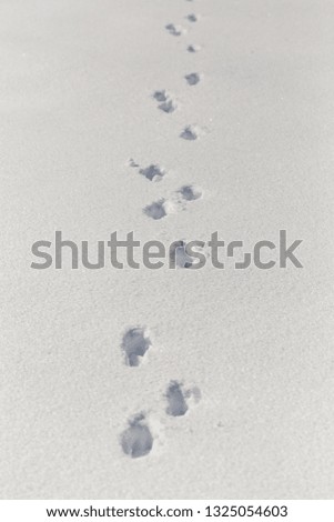 dog tracks on snow background