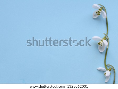 White flower on sky blue background. Soft image. Minimalism. Spring background. Snowdrop flower.