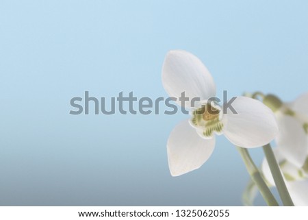 White flower on sky blue background. Soft image. Minimalism. Spring background. Snowdrop flower.