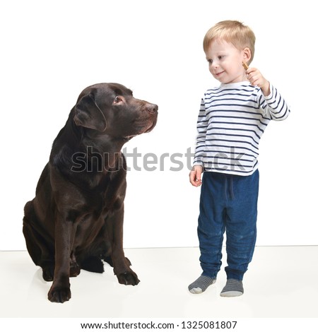 Young boy Training a Labrador. Isolated on white
