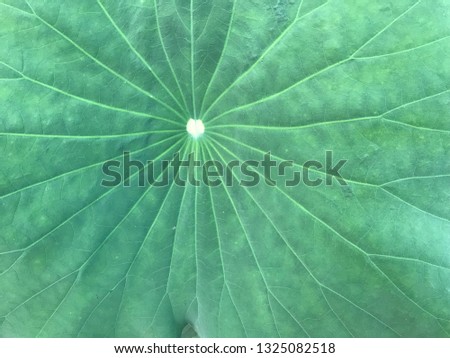 Texture of green lotus leaf. Green background. 