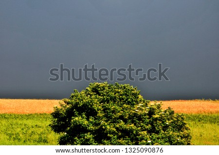 Beatiful wheat and grass field country summer dark stormy clouds background wallpaper
