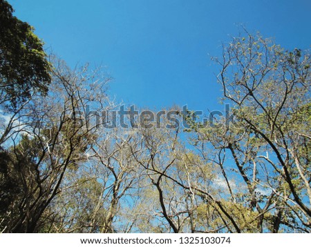 Deciduous trees losing their leaves in the autumn against the blue sky background.
