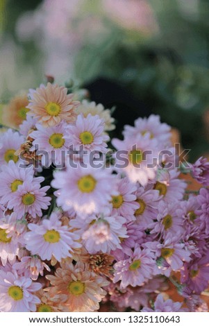 
Beautiful pink flowers