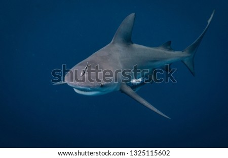 Bull Shark off the coast of Jupiter Florida 