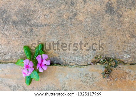 Plant growing on crack in pavement free background with red flower on green leaf. love and valentine. copy space for add text massage creative graphic design or advertisement vintage or retro concept.