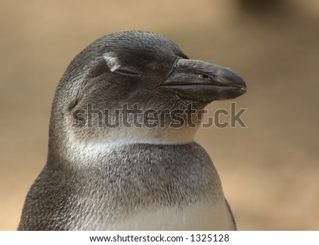 Picture of a sleepy looking penguin