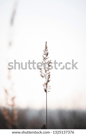 close up of reeds grass with sky and green grass background Royalty-Free Stock Photo #1325137376
