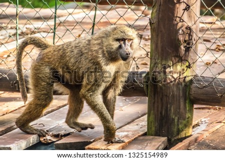 baboon walks on wooden bridge