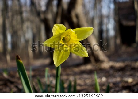 Yellow flower, sign of spring, Baroda Michigan, April 3, 2017