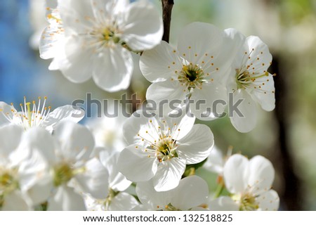 Picture of apple flower close-up