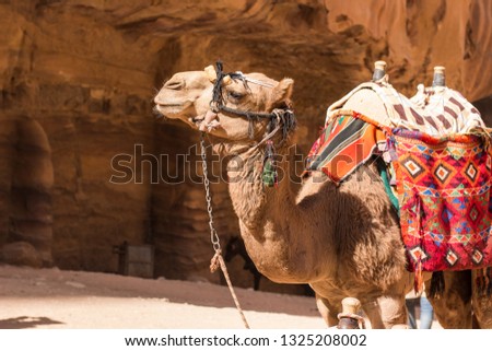 camel desert animal profile portrait photography in heritage touristic site