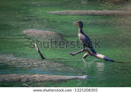 Manatees and Double Crested Cormorant At Blue Springs State Park in Orange City Florida