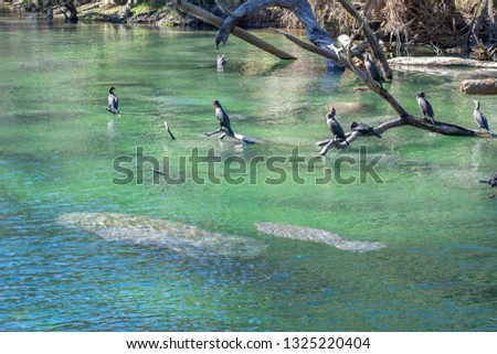 Manatees Swimming Together in Blue Springs State Park Florida