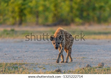 beautiful wild spotted hyena walking in the morning sunlight