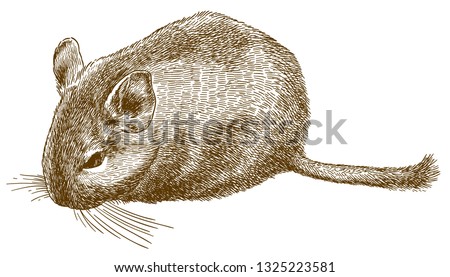 Vector antique engraving drawing illustration of degu or Octodon degus isolated on white background