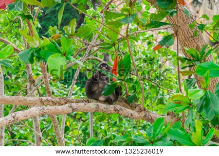 Cute, naughty black monkey hiding and playing in a tree, amongst the leaves and tree branches. Shot in Krabi, Thailand, Asia.