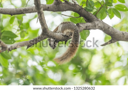 Squirrel is mammal animal and member of the family Sciuridae brown color on a tree in the nature wild