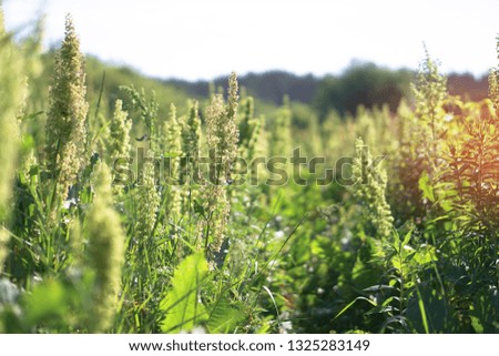 Different weeds on the green field. Meadow, pasture in spring on a sunny day. Stock background, photo