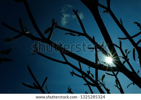 Sunstar in a Beautiful Leaf with Blue Sky