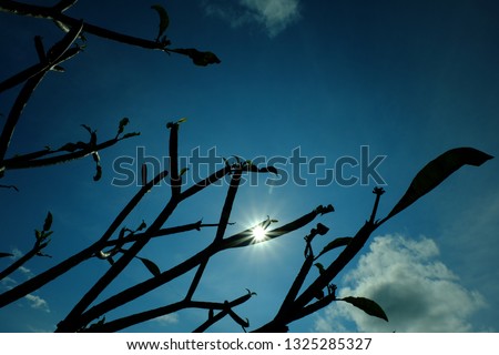 Sunstar in a Beautiful Leaf with Blue Sky