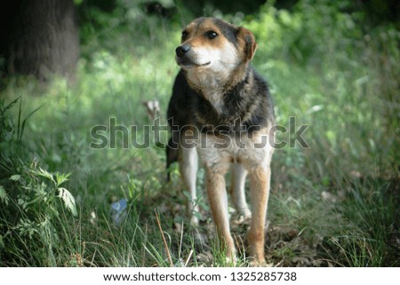 Beautiful dog on nature with sad eyes. Domestic animals in the nursery. Stock photo