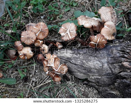 Honey fungus Armillaria Mellea grows on a stump. Conditionally eatable mushroom.