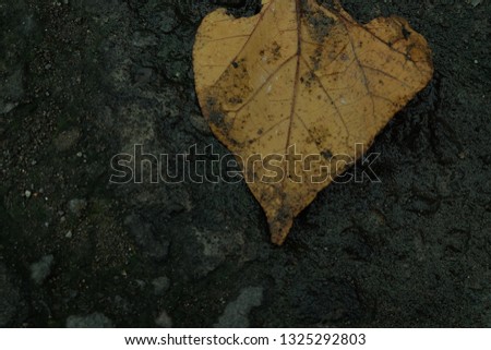 Background, pattern of floor with dead leaf