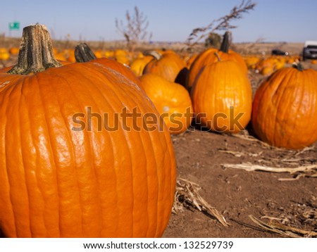 Pumpkins ready for harvesting on farm field in Autumn.