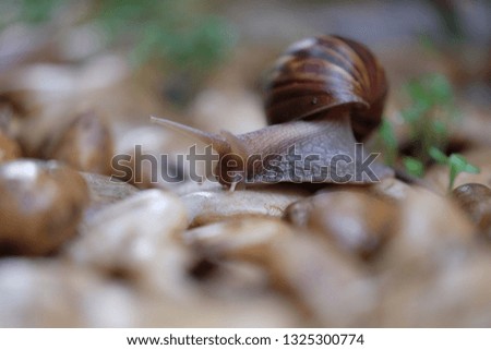 Snail animal life in nature on the stone with grass , crawling find some food,among the natural in sunshine,on the garden.