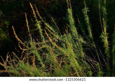 a picture of an exterior Pacific Southwest forest with Great Basin sage plants