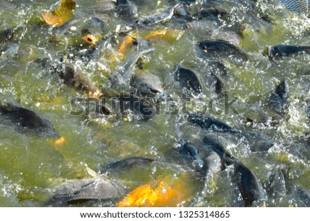 The chaos of the tilapia, carp, catfish, carp, and the food industry in the farming industry
