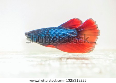 Blue with red orange tail bettafighting fish isolated on white background.