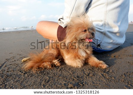 very cute dog who is playing with the owner on the beach