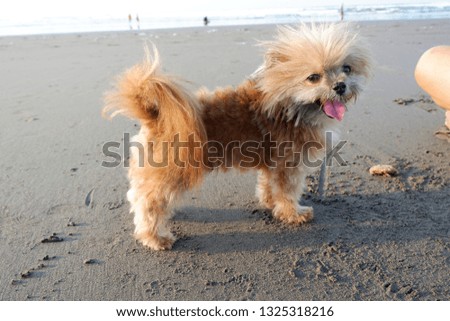 very cute dog who is playing with the owner on the beach