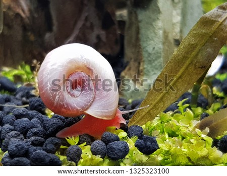 The cute Ramshorn Snail or ram's horn snail  in freshwater aquarium. It is the snail in the aquarium hobby for eating algae and keep substrate clean. A Ramshorn snails are in family Planorbidae.