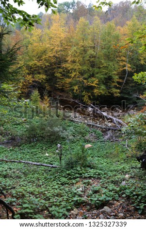 Autumn Forest in the Mountains of Vermont