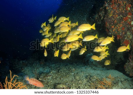 Snapper fish on coral reef 