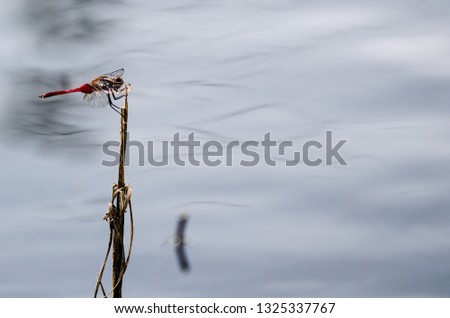 A red dragon fly in the Bird Sanctuary, Spotts in Grand Cayman, Cayman Islands